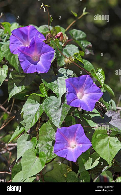 Foto Croce Fiori, Immagini e Vettoriali .